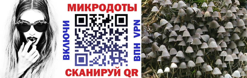 закладка  Торжок  Галлюциногенные грибы GOLDEN TEACHER 